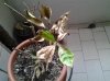 gardenia2ridotta 17-4-12.jpg