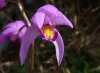 Bletilla striata vietnam3.jpg