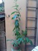 IMG-20171002-WA0002.jpeg IMG-20171002-WA0002.jpeg