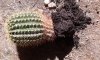 cactus 1.jpg