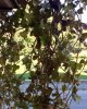 IMG_0036.ridotta.jpg