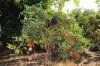giuseppe-marino-albero-melanzane-e-pomodoro-3.jpg