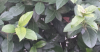 upload_2017-10-18_8-22-20.png upload_2017-10-18_8-22-20.png