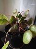 pilea.jpg