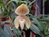 paph concolor var striatum - Copia.JPG