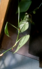 Capture.PNG