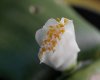 Haemanthus deformis.jpg