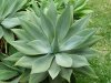 agave-varieta-600x450.jpg