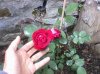Rose à Parfum de l'Hay.jpg