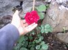 Rose à Parfum de l'Hay2.jpg