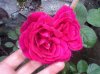 Rose à Parfum de l'Hay4.jpg