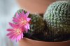 rebutia-(2).jpg