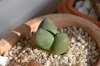 Lithops meyeri.jpg