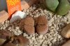 Lithops fulviceps.jpg