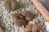 Lithops aucampiae 04.28.jpg