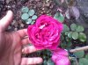 Rose à Parfum de l'Hay6.jpg
