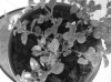 DSCF1178.jpg