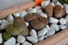 Lithops aucampiae 04.07.jpg