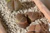 Lithops aucampiae 05.02.jpg