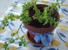 DSCF1190.jpg