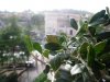 201244164625_oli2.jpg