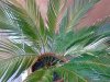 cycas.jpg cycas.jpg