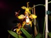 odontoglossum spectatissimum 2.JPG