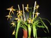 odontoglossum spectatissimum.JPG