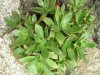 Aeonium decorum.jpg
