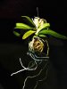 PHALAENOPSIS Doritaenopsis Anna Larati Soekardi.jpg