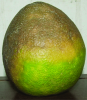 pomelo.png