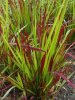 Imperata-cylindrica-Rubra-20082370A-popup-225x300.jpg