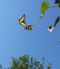 Macaone (Papilio machaon).jpg