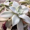 succulenta 1.jpg