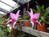 laelia anceps - Copia.JPG