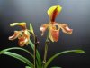 paphiopedilum villosum - Copia.JPG