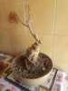 bonsai.jpeg