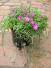 Drosanthemum hispidum Pink 4.jpg