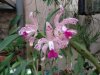 cattleya amethystoglossa.JPG