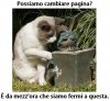 gatto-stupido.jpg