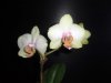 phalaenopsis orchid world x macalau quenn.JPG