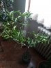 IMG_20180314_124049.jpg