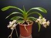 aerides quinquevulnera - Copia.JPG