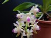 aerides quinquevulnera 2 - Copia.JPG