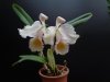 cattleya schroederae.JPG