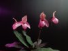 paphiopedilum delophillum.JPG