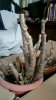 IMAG2510_1.jpg