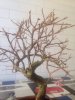 bonsai 1.jpg
