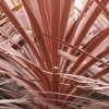 Cordyline-australis-Torbay-Red_1.jpg
