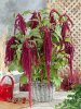 Amaranthus-caudatus-in-a-basket.jpg